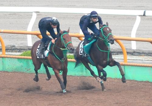 函館ウッドチップコースで併せて追い切った角居厩舎のディアデラマドレ（右）とキャトルフィーユ