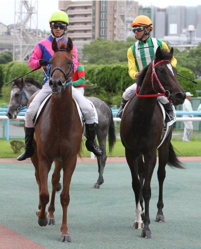 小倉新馬戦で同着１着となったメイショウオヤシオ（左）とオーミアリス
