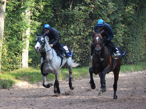 シャンティイ調教場で併せ馬を行ったゴールドシップ（左）とジャスタウェイ（ＪＲＡ提供）