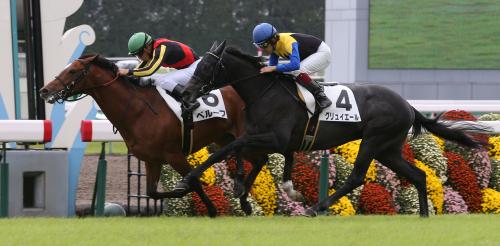 京都５Ｒ新馬戦で、グリュイエール（左）に首差で勝ちデビュー戦を飾ったベルーフ