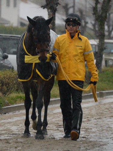 降雨の中、厩舎周りを運動するジュエラー