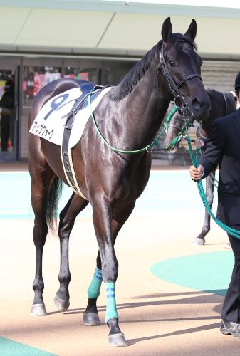 中川厩舎期待の３歳馬アップクォーク
