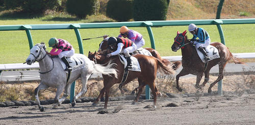 ＜中山６Ｒ新馬戦＞レースを制したスマートシャヒーン（左端・１１番）