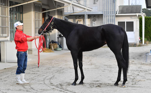 ブラックオニキスは重心が低く、体幹のしっかりした馬体だが…