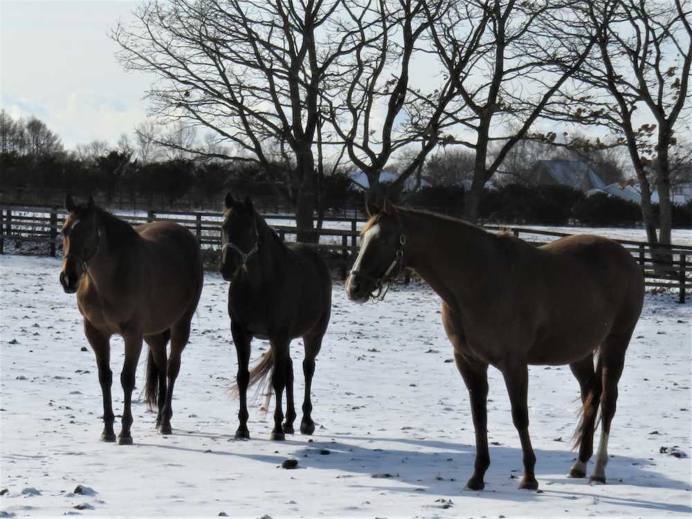 ヤナガワ牧場で繁殖牝馬たちと一緒に放牧されるキタサンブラックの母シュガーハート（左）。お腹にはブラックの全きょうだいとなるブラックタイドの子を受胎している