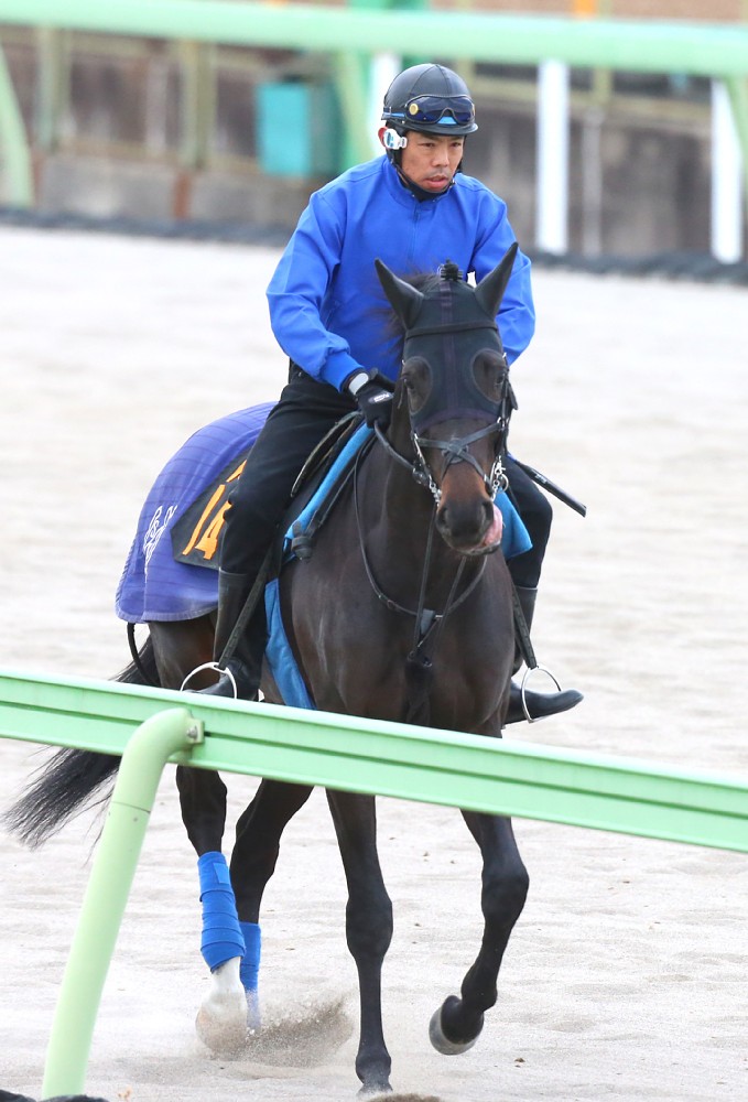 土曜東京６Ｒでデビューする１０年牝馬３冠アパパネの初子モクレレ