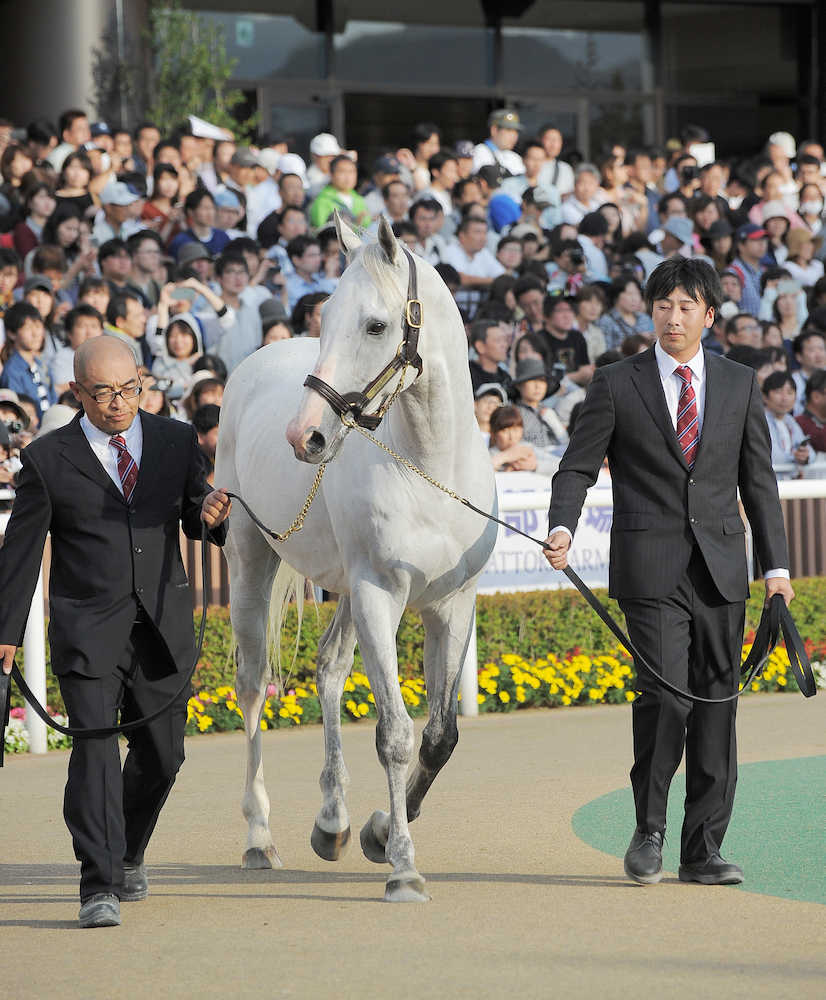 ゴールドシップ札幌競馬場でお披露目 須貝師 面白い馬だった スポニチ Sponichi Annex ギャンブル