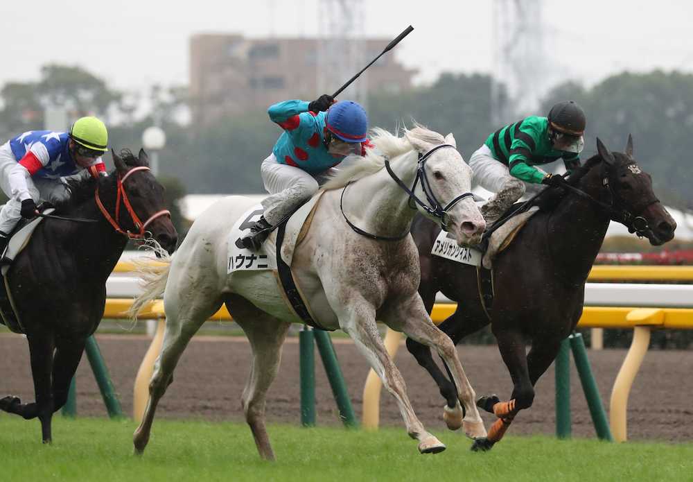 ＜東京１Ｒ＞初勝利を飾った白毛馬のハウナニ（５）