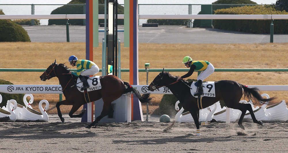 京都新馬戦で快勝したマルモマリア（左）