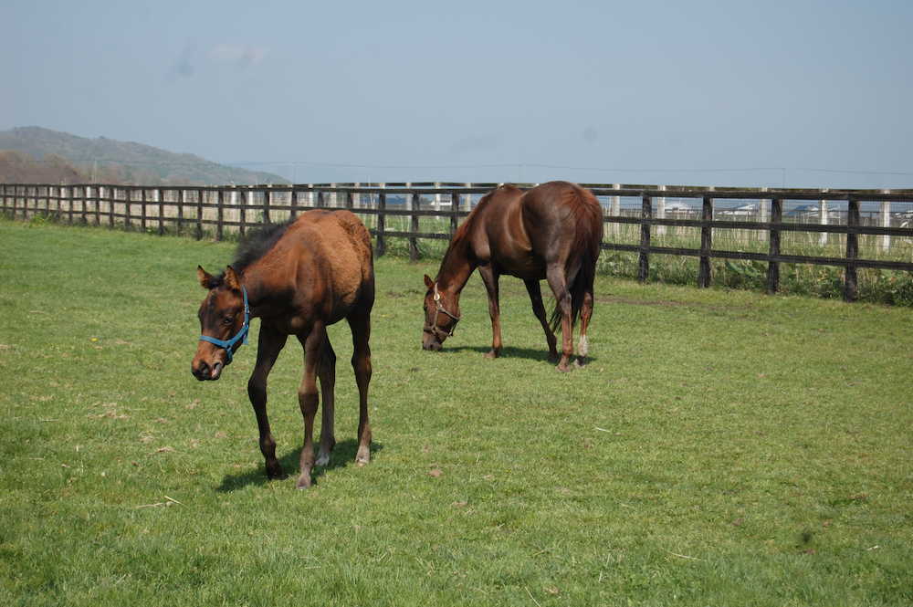 放牧地で黙々と草を食べるテーオーエナジーの母シルキークラフト（右）と今春誕生したメイショウサムソン産駒の当歳馬　