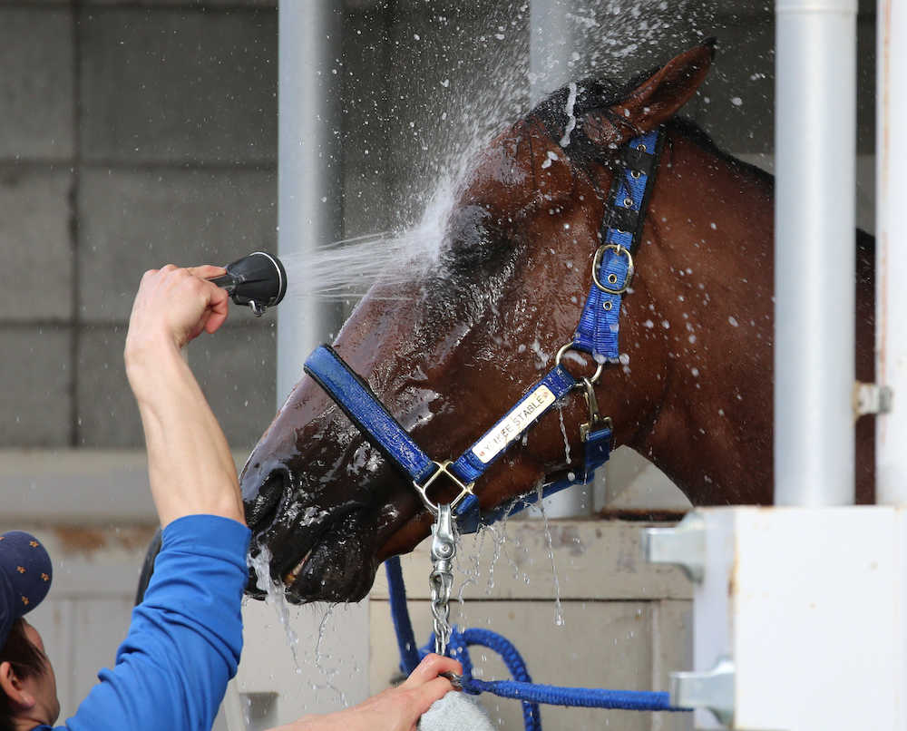 東京競馬場に到着したキタノコマンドールは洗い場で水をかけられる（撮影・近藤　大暉）
