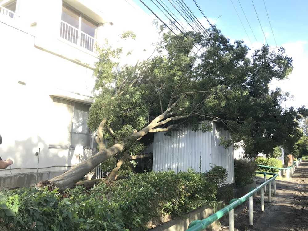 厩舎棟脇で倒れる街路樹