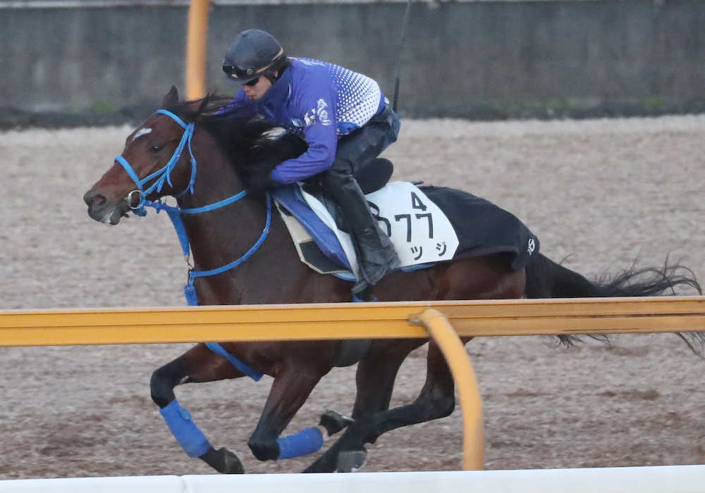 【画像・写真】【京都金杯】カツジ、４歳希望の星　マイル戦線で頂点狙う