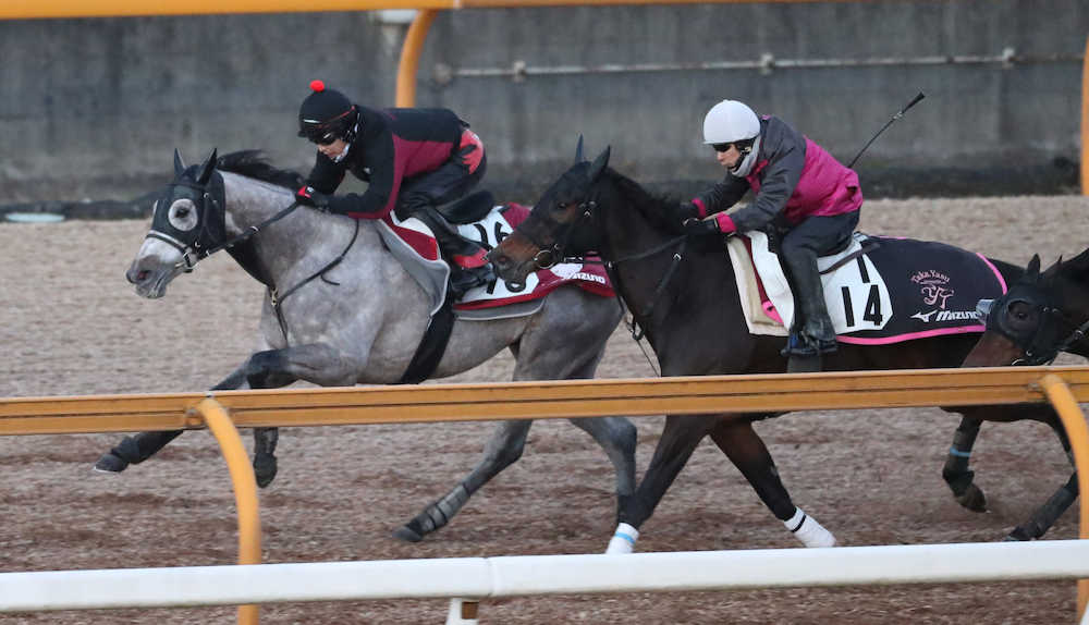 【画像・写真】【京都金杯】アメリカーナ、重賞初制覇へパワフルな蹴り