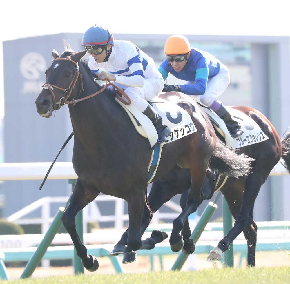【画像・写真】【中山新馬戦】ヒシゲッコウ、豪快に差し切って完勝