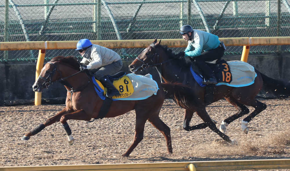 【画像・写真】【ＡＪＣ杯】アンプルール　成長に名手蛯名が好感触