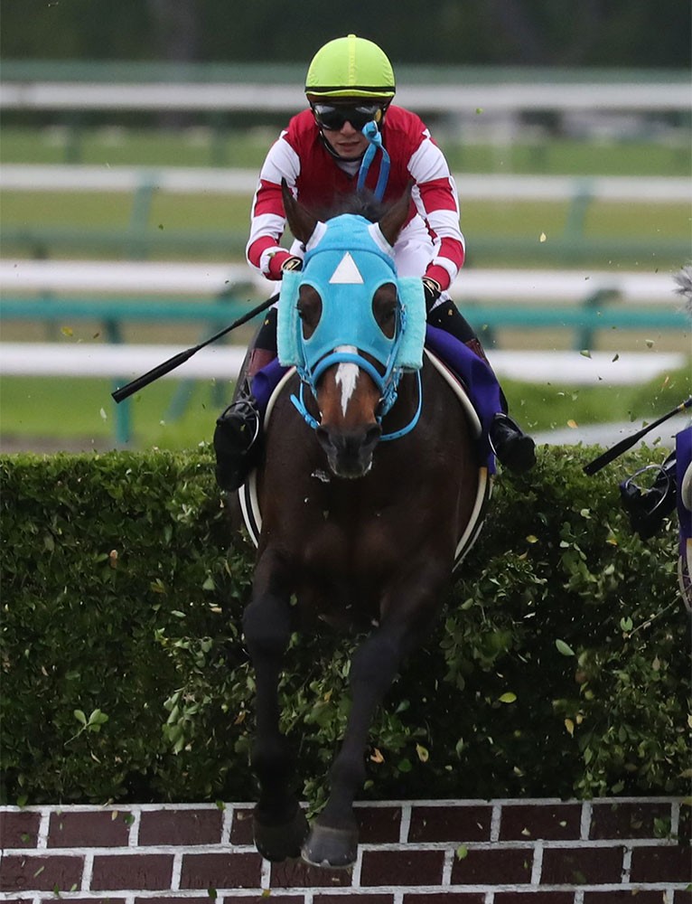 【画像・写真】オジュウチョウサン障害復帰！３・９阪神ＳＪで始動、中山ＧＪ４連覇目指す