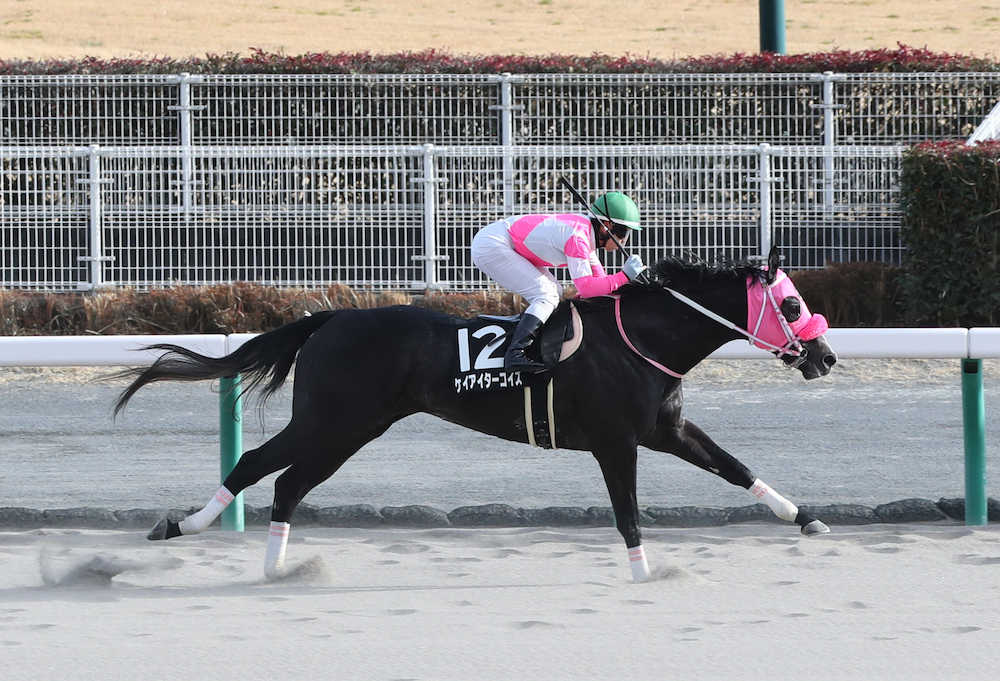 【画像・写真】【はこべら賞】ターコイズ逃げて快勝　藤懸は能力絶賛