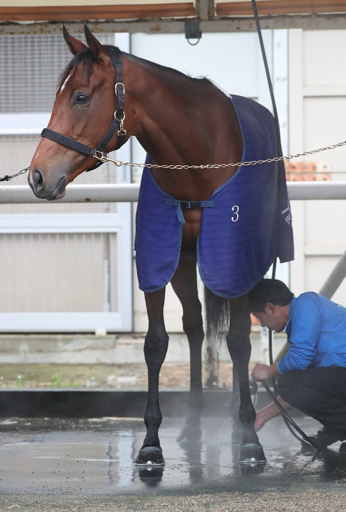 【画像・写真】アーモンド　ドバイターフで始動！ルメールが絶賛“大坂なおみ級”