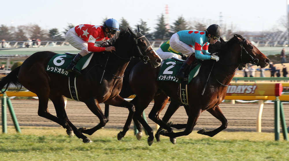 【画像・写真】【東京新聞杯】２着レッドオルガ　北村友は無念「内からスルスル抜けられてしまった」