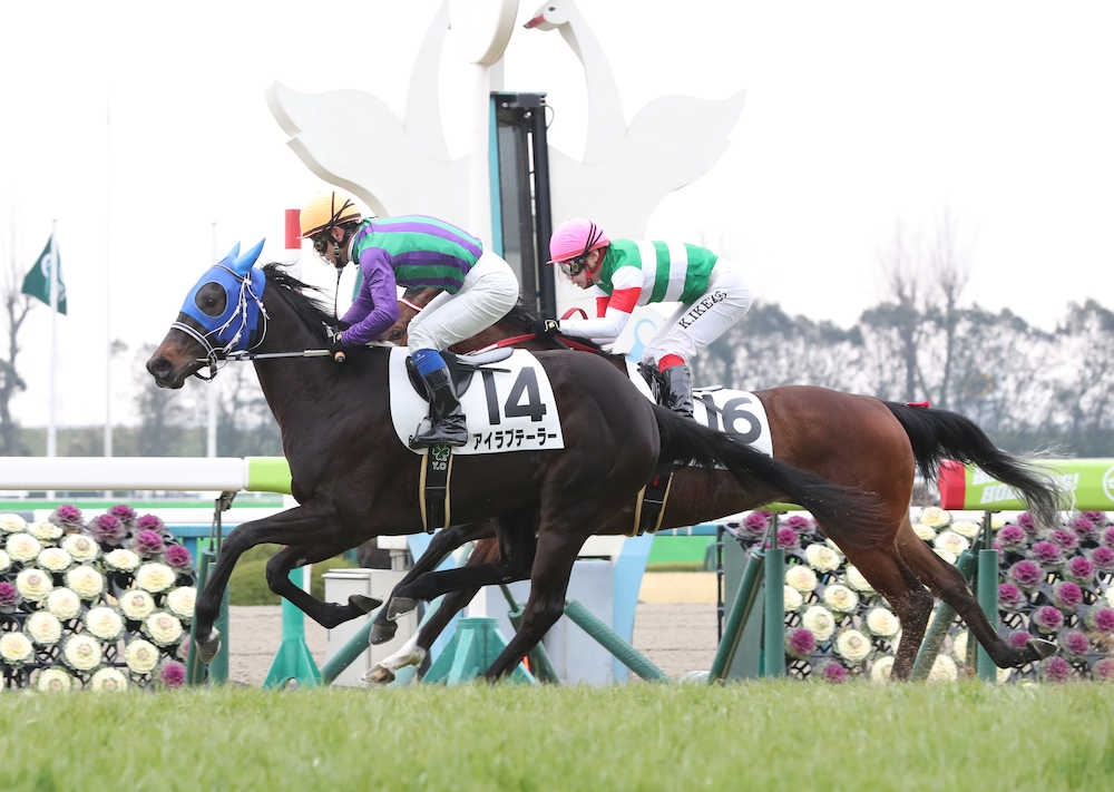 【画像・写真】【京都新馬戦】アイラブテーラー快勝　岡田また新馬戦で大穴あけた