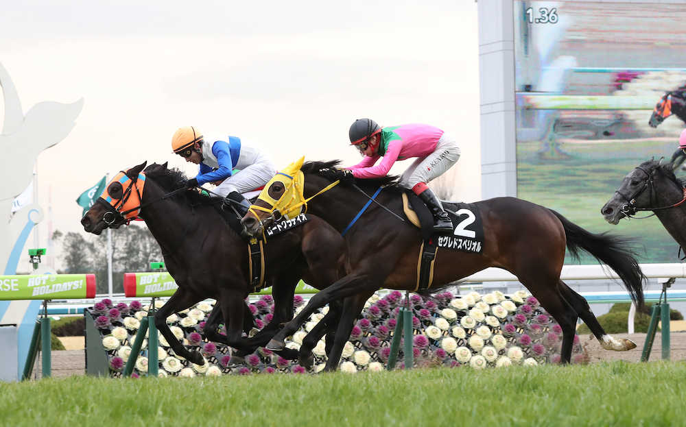 【画像・写真】【京都９Ｒ・こぶし賞】ロードグラディオ　折り合いばっちり　藤岡佑「競馬が上手」