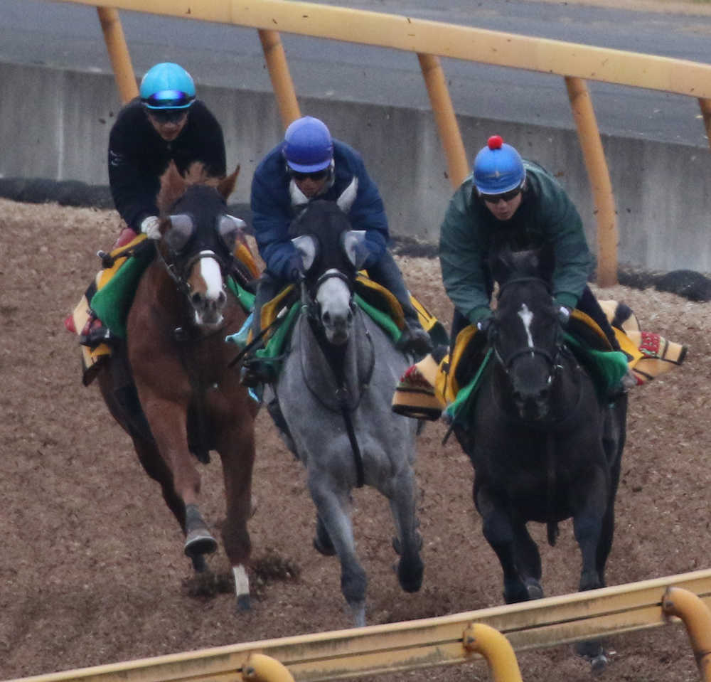 【画像・写真】【京都牝馬Ｓ・水曜追い】アルーシャ　藤沢和師は期待「穏やかに走れている」