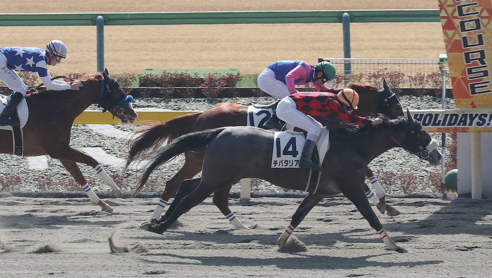 【画像・写真】【東京新馬戦】チバタリアン快勝！定年柴田人師に“恩返し”