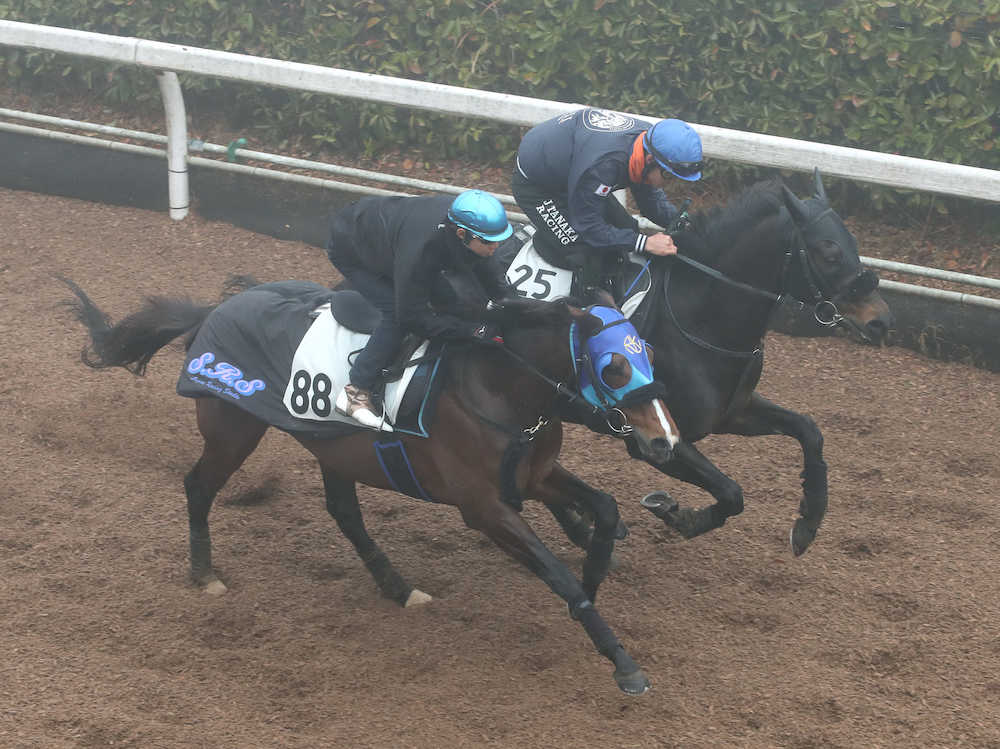 【画像・写真】【阪急杯】須貝厩舎の２頭、併せ馬で好時計マーク