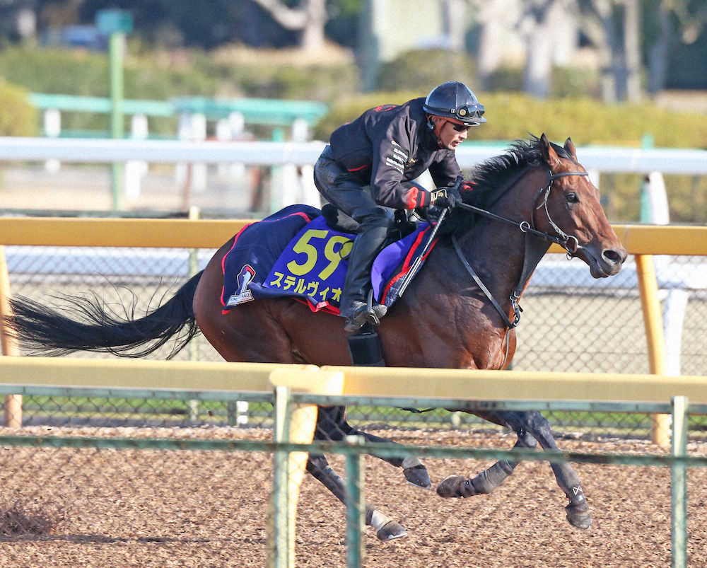【画像・写真】【大阪杯・1週前追い】ステルヴィオ　豪快5馬身先着！木村師「集中力もあった」