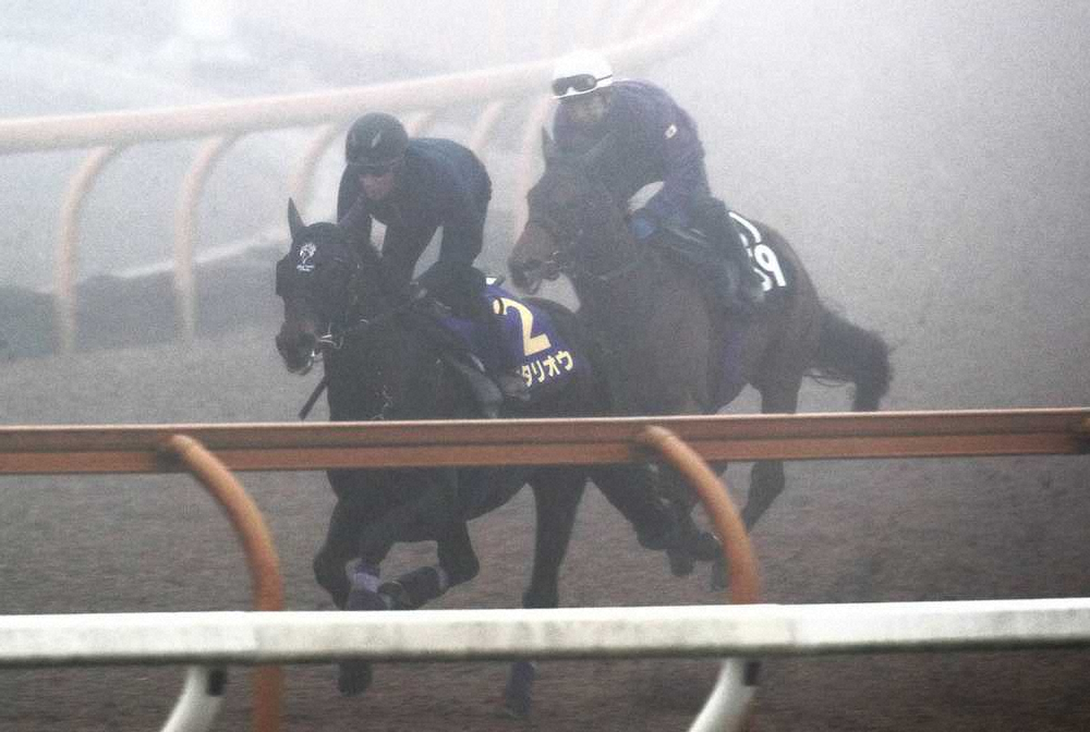 ＜天皇賞・春1週前追い＞M．デムーロ騎手が乗り、濃霧の中併せ馬で追い切られたエタリオウ（左）