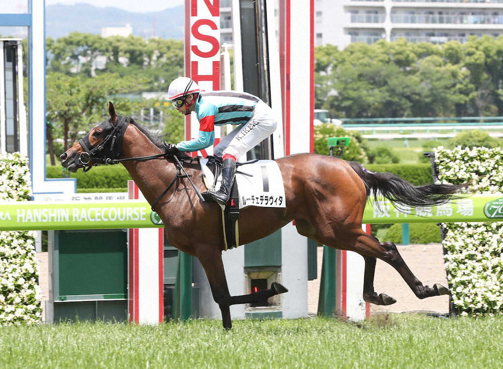 【画像・写真】【阪神新馬戦】ルーチェ完勝!キズナ産駒初V　新種牡馬一番乗り