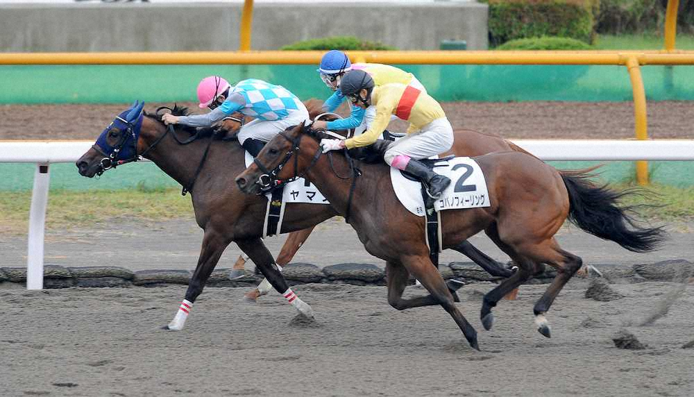 【画像・写真】【函館新馬戦】2番人気ヤマメ鋭伸!初陣V　函館2歳Sに登録へ