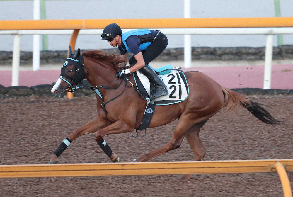 【画像・写真】【関屋記念】サクシード　6歳牝馬でも半端ない成長力