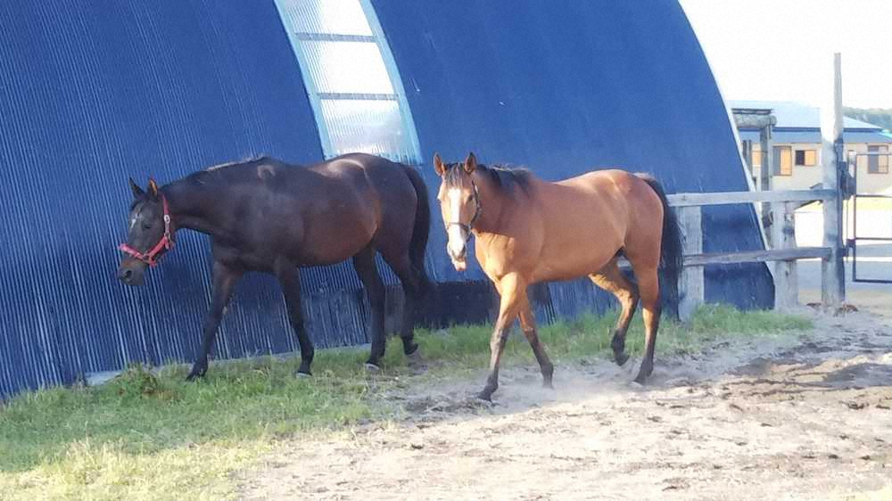 2頭の繁殖牝馬、イーグルアモン（右）とミスバイアモン