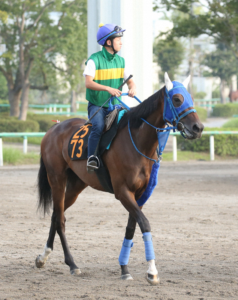 【画像・写真】【紫苑S】さあ秋競馬開幕!ガーネット“超二刀流配合シンデレラ”南関との3冠道