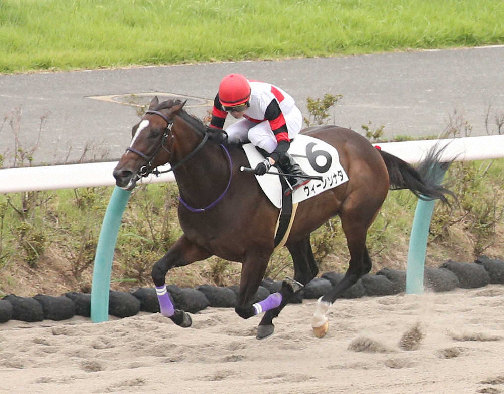 【画像・写真】【中山新馬戦】ウィーンソナタ　楽々逃げ切り!師「ダートの短いところが合う」