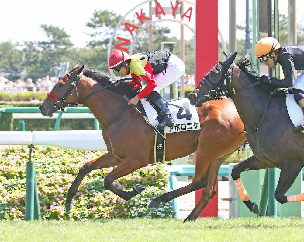 【画像・写真】【中山4R新馬戦】アポロニケ競り合い制す　木幡巧「ギアが上がった」