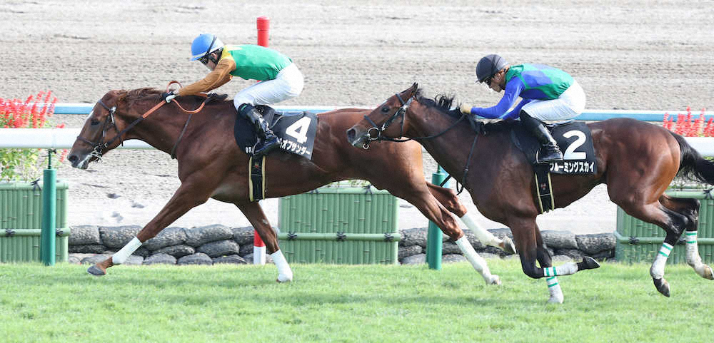 【画像・写真】【紫菊賞】ロールオブサンダー成長のV!今後は京都2歳Sへ