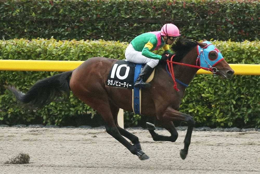 【画像・写真】【プラタナス賞】ビューティー　末脚爆発圧勝!石橋絶賛「（他馬と）全然違った」