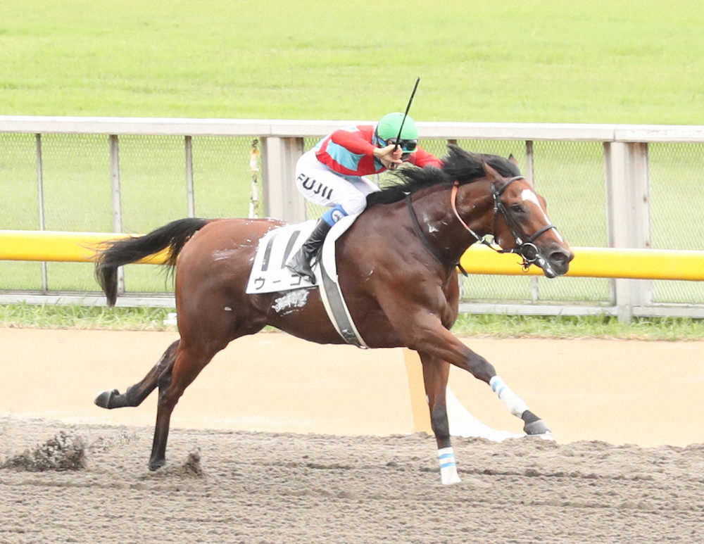 【画像・写真】【東京新馬戦】ウーゴ快勝!高橋亮師も驚き「想像以上」
