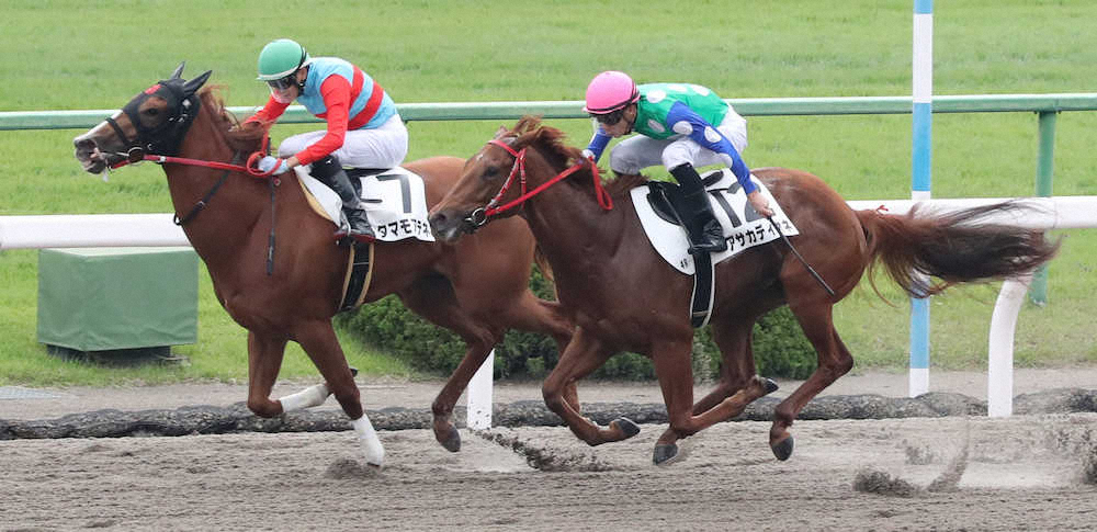 【画像・写真】【京都新馬戦】タマモアテネ、クビ差しのいで初陣V