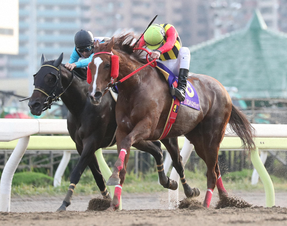 【画像・写真】17年レディスクラシックを優勝したララベル（右）。これに続く2年ぶり史上3頭目の地方馬勝利なるか
