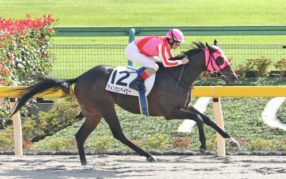【画像・写真】【東京新馬戦】1番人気アメリカンベイビーが5馬身差V 　ルメール「楽勝でした」