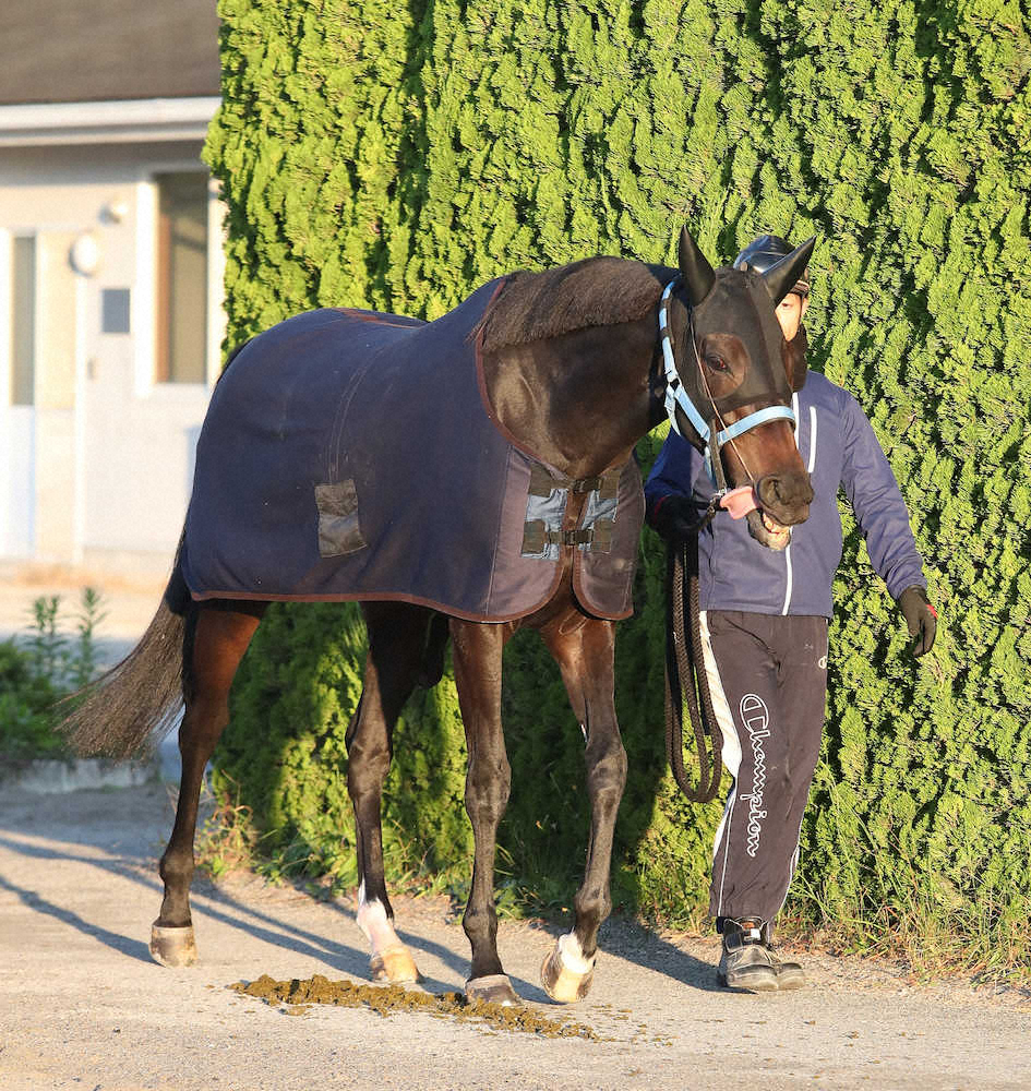 【画像・写真】【エ女王杯】（6）クロコスミア　今度こそ主役!脚さばきキビキビ「凄く軽い」