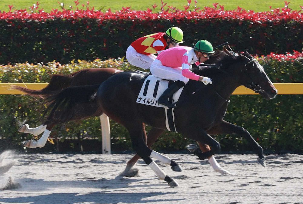 【画像・写真】【東京新馬戦】ナイルリバー　差し切りV!スミヨン「大きい馬体でしっかり脚を使った」