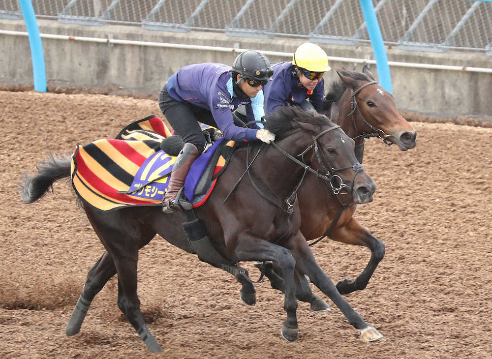 【画像・写真】【マイルCS】プリモシーン、3頭併せで万全　木村師「うまくいった」