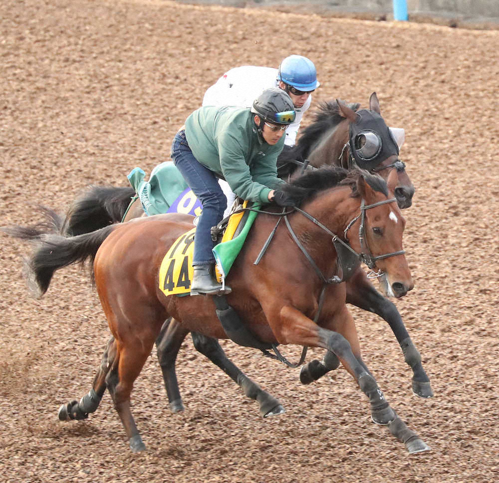 【画像・写真】【ジャパンC1週前追い】レイデオロ、馬なりでもパワフルな動き
