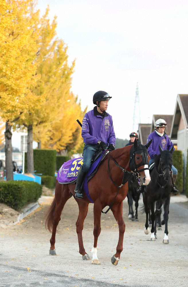 【画像・写真】【ジャパンC】（11）シュヴァルグラン　帰国初戦も軽快　鞍上スミヨン状態太鼓判