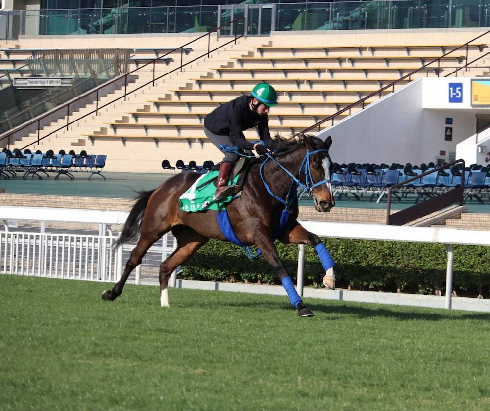 【画像・写真】【香港ヴァーズ】ディアドラ　7戦連続海外出走へ芝2F22秒5!マーフィー手応え「馬場は合いそう」